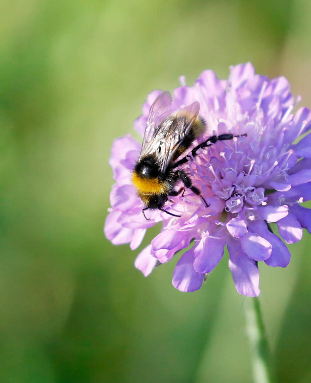 Biene auf Ackerwittwenblume
